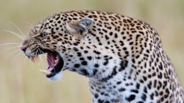Напугал всех и спрятался: в Приморье ищут больного леопарда, вышедшего к людям