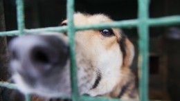Десятки жителей Сочи спасали бездомных полуживых собак от отлова