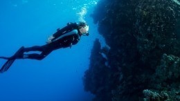 Ни формы, ни конечностей: на дне Карибского моря обнаружили неизвестное существо