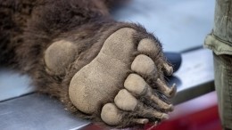 Медведь умер в приюте в Ленобласти от обезвоживания: «Грязное и вонючее здесь все»