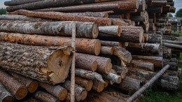 Натаскали дров: страх перед зимними морозами толкнул европейцев на преступления