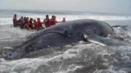 Знамение грядущей катастрофы: киты и дельфины массово выбрасываются на берег