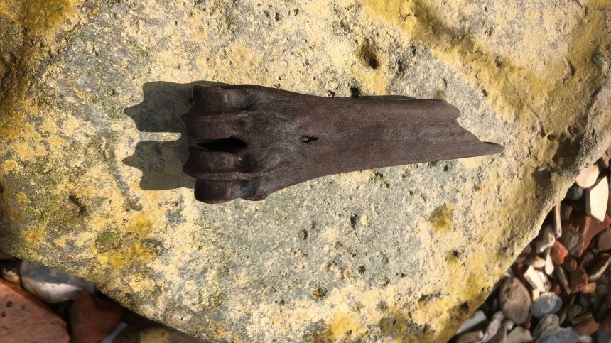 «Кладбище» вымерших животных нашли на берегу Оби