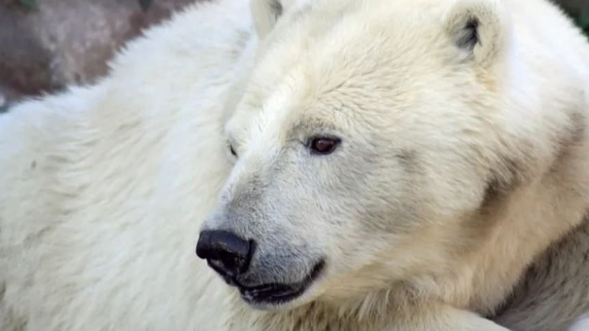 Парализованному медведю Диксону построят собственный бассейн в Московском зоопарке