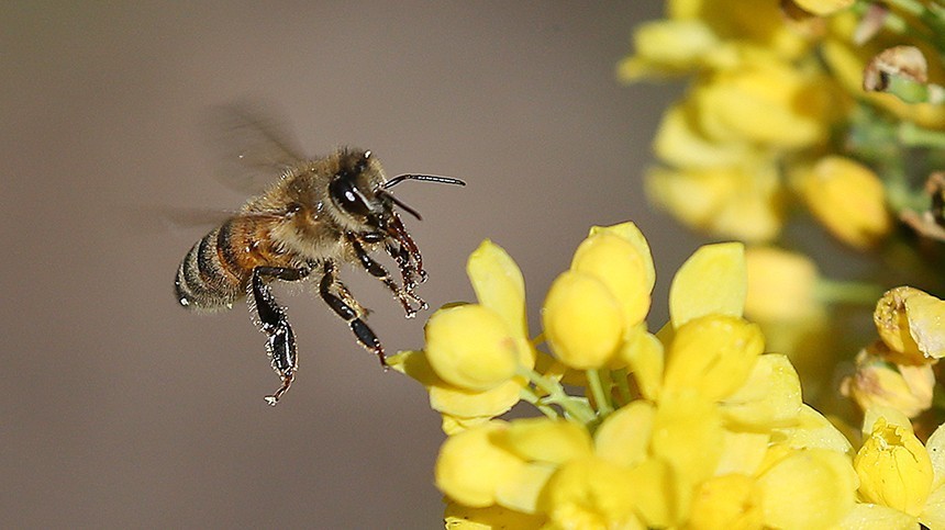 Савватий Пчельник: почему 10 октября нужно съесть медовый пряник