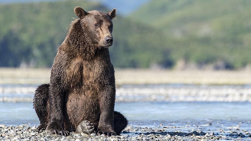 Присудили не тому: «Неделя толстого медведя» на Аляске закончилась скандалом