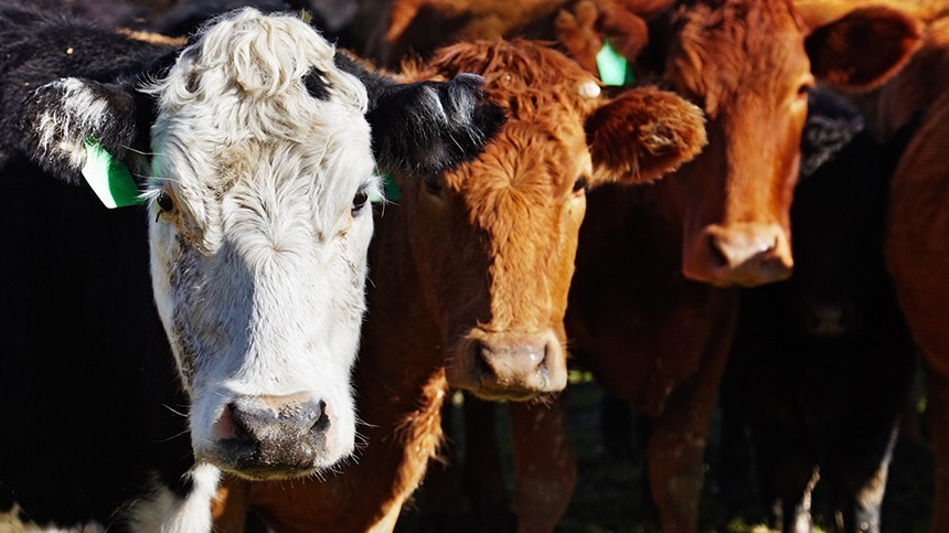 Налог на коровью отрыжку: в Новой Зеландии нашли неожиданный способ сохранить экологию
