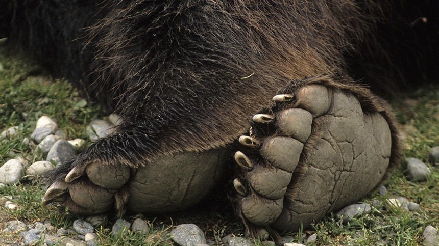 «Суровый хомяк!» — дружба медвежонка с жителями Камчатки поразила туриста