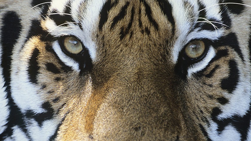 Ослепшую тигрицу из Саратова будут спасать в Московском зоопарке