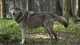 Схватил за живот и чуть не откусил руку: волк напал на нефтяников в Югре