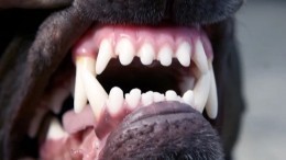 Убивает собак и кусает людей: Челябинск терзает огромный алабай