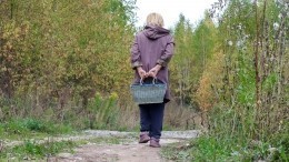 Заблудившуюся бабушку вынесли на руках из леса под Калининградом