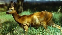 Зомби-косули: неизвестная болезнь поразила десятки животных в Курганской области
