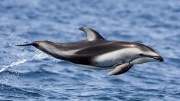 Заплывшего на мелководье дельфина спасли туристы на Курилах