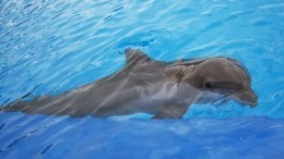 Рано встает охрана: дельфины могут стать защитниками Севастопольской бухты