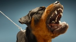 Кровавая маска: два десятка собак сгрызли лицо умершей хозяйки в Москве
