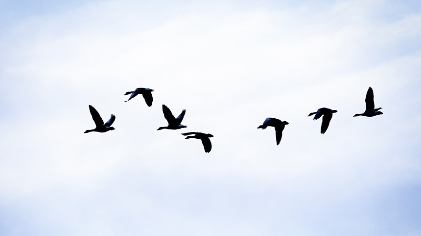 Артемьев день: почему 2 ноября нельзя смотреть на пролетающих птиц