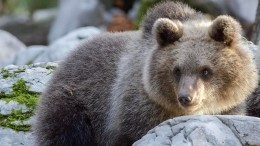 Голодный и шустрый: жителей сахалинского села напугал отбившийся от мамы медвежонок