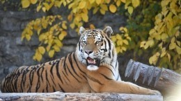 «Какой огромный!» — встреча женщин с амурским тигром в Приморье закончилась молитвами