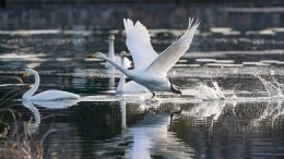 Неземная красота: живое «Лебединое озеро» образовалось на Алтае из-за слета птиц