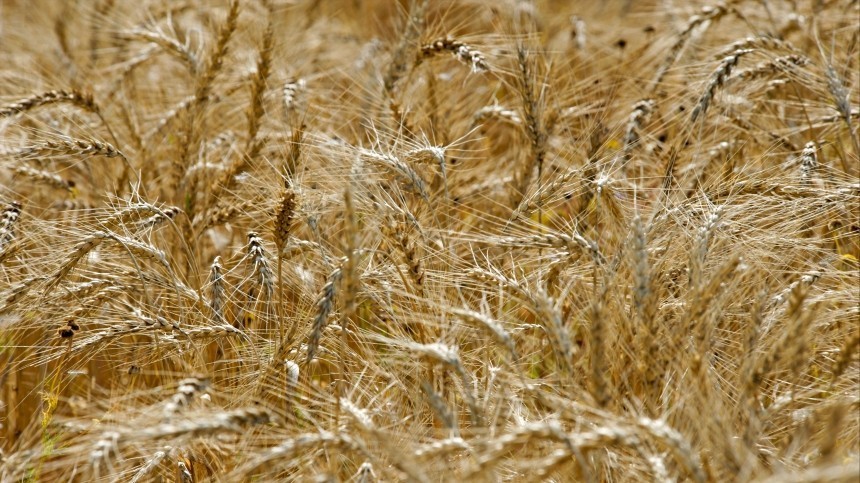 Россия официально уведомила СКЦ в Стамбуле о приостановке участия в зерновой сделке