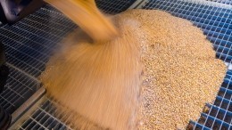 Зерно проблем: на мировых рынках стремительно дорожает пшеница
