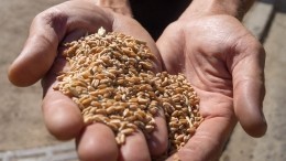 Зерно раздора: как мир отреагировал на возобновление продовольственной сделки