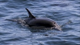 В Севастополе владелец дельфинария выбросил переставших приносить доход афалин