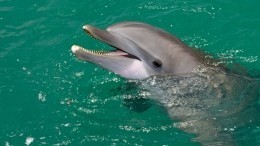Игрушка надоела: севастопольских дельфинов не смогут найти