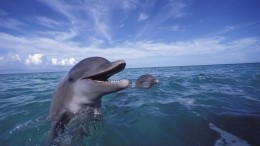В Крыму хозяин дельфинария выбросил в море дельфинов