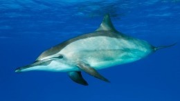 «У них своя семья»: что известно про выброшенных в Севастополе дельфинов