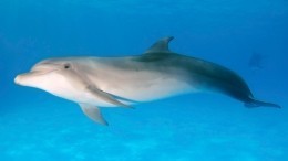 «Я их благословил»: хозяин дельфинариума безразличен к судьбе животных