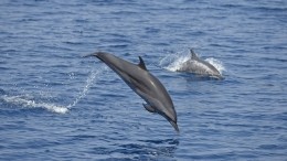 «На свисток никто не отозвался»: выброшенных дельфинов в Севастополе не нашли