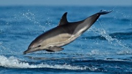 Обреченные на несчастье: в Севастополе ищут выброшенных из дельфинария афалин