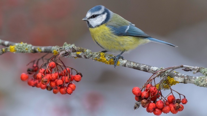 Синичкин праздник: почему 12 ноября принято кормить птиц