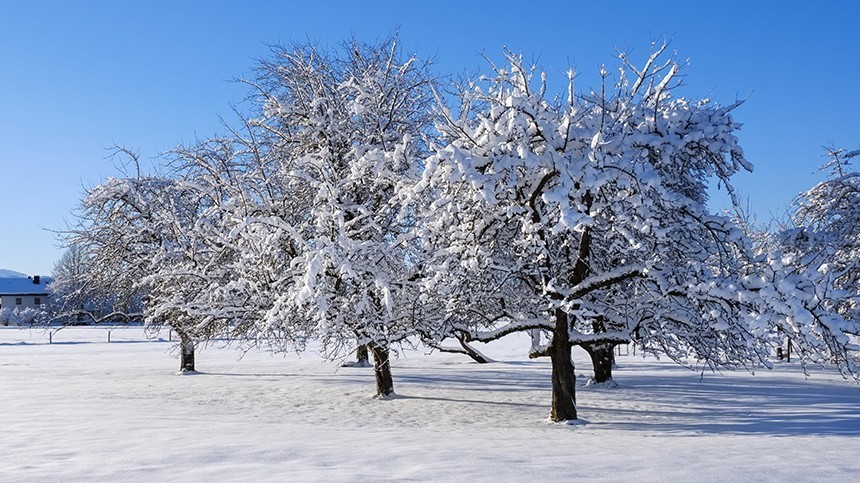 Зима, холода, саженцы: как помочь деревьям пережить морозы на даче