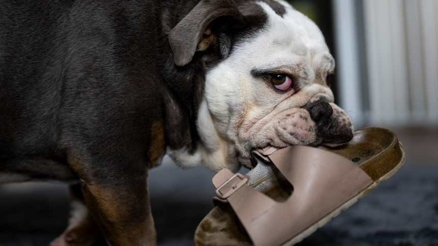 Смертельный «поцелуй»: может ли слюна собаки убить человека
