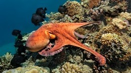 Подводные короли драмы: ученые выяснили, как дерутся осьминоги