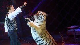 «Лучше сам расскажу»: Эдгард Запашный пострадал от лап тигра