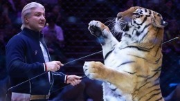 Финальный трюк: Аскольд Запашный раскрыл детали нападения тигра на брата