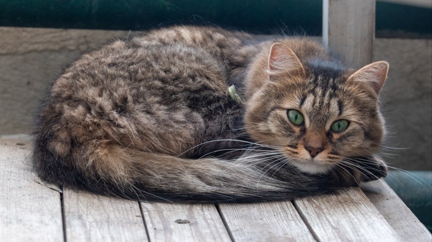 Жестокость или необходимость: опасны ли «мягкие лапки» для жизни вашего кота