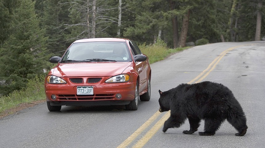 Медведь-рецидивист ограбил авто и прихватил с собой попкорн в штате Теннесси