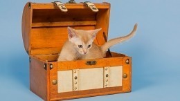 Кот в мешке: пассажир в США обнаружил в своем багаже непрошенного гостя