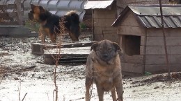 Шум и гам: в Алтайском крае жители ополчились на нелегальный собачий приют