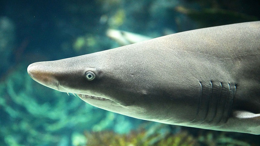 В скандальном океанариуме в Приморье умерла акула-зебра