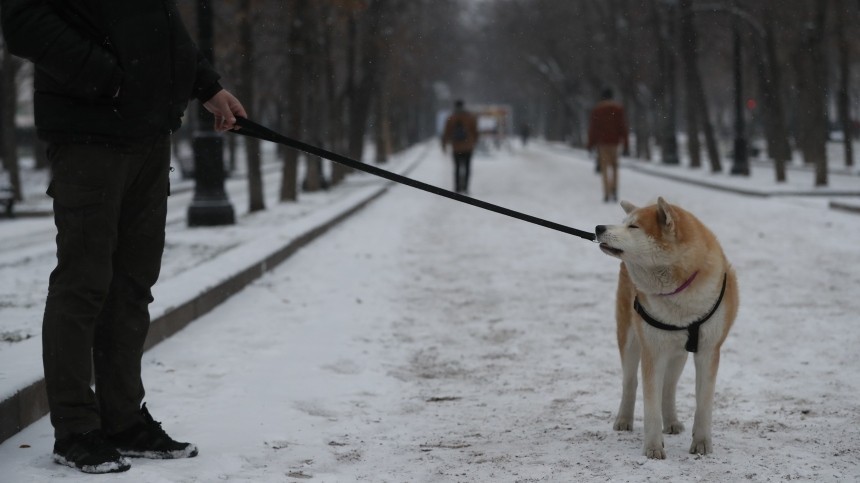 Намордник, поводок и опасные породы: правила выгула собак в России