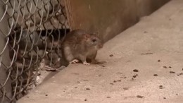 Улицы Нью-Йорка заполонили полчища грызунов: с ними борются кошачьи отряды и мэр