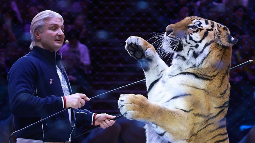 «Повезло, что я живой»: Запашный показал последствия нападения тигра