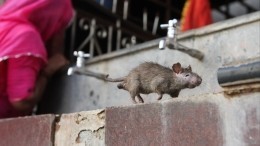 В Нью-Йорке на фоне борьбы с полчищами грызунов ищут «кровожадных» крысоловов