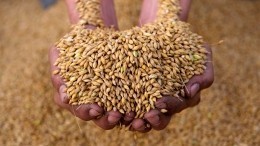МИД РФ: Россия готова полностью заменить украинское зерно на рынках